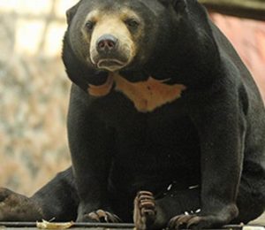 0-Sun-bear-Colchester-Zoo-website-pic