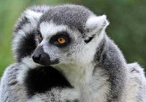 0-lemur-ringtail-336px
